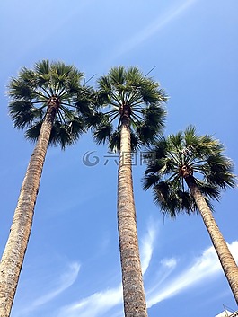 棕櫚樹(shù),藍(lán)藍(lán)的天空,樹(shù)