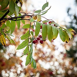 rowanberry,秋天,秋