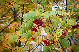 rowanberry,秋天,秋
