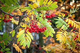 rowanberry,秋天,秋
