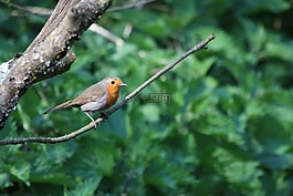 知更鳥,春,4 月