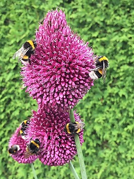 蜜蜂,綠色,開花