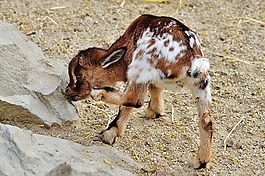 山羊,wildpark 地點(diǎn),幼畜