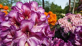 花,開花,性質(zhì)