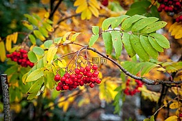 rowanberry,秋天,秋