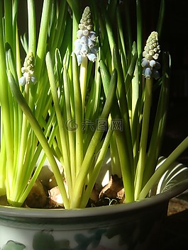 風信子,陽光,花盆