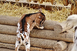 山羊,wildpark 地點(diǎn),幼畜