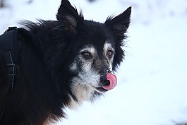 狗,邊框,雪