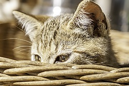 貓,兄弟,動物
