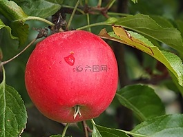 苹果,生物,收获