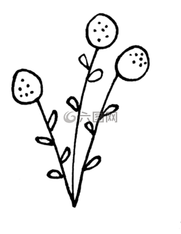 蒲公英,花,性質