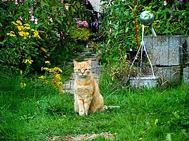 貓,花園,紅貓