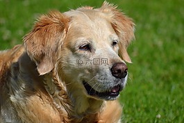 金毛猎犬,猎犬,金毛头