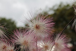 bottlebrush,花,植物