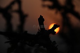 普什卡,日出,印度