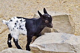 山羊,wildpark 地點(diǎn),幼畜