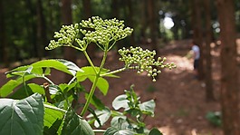 林,植物,白