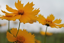 黃色,宇宙,鮮花