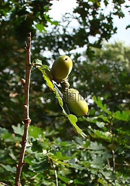 秋季,橡子,林