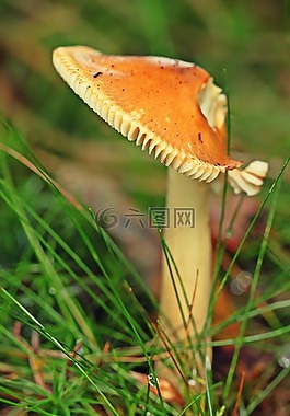 蘑菇,森林蘑菇,森林