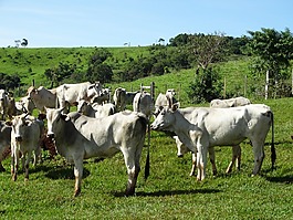 牲畜切,牛,營(yíng)養(yǎng)