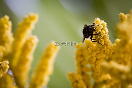 飛,特寫,松