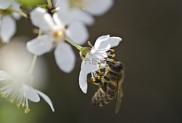 開(kāi)花,貝爾,春天