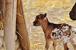 山羊,wildpark 地點(diǎn),幼畜