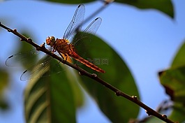 蜻蜓,自然,昆蟲