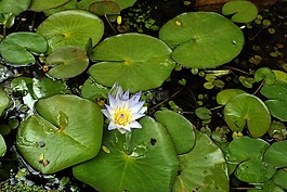 睡蓮,自來水廠,池塘