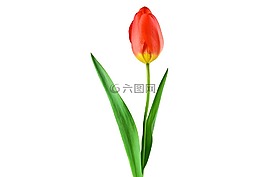 郁金香,紅色,廠