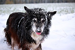 雪,狗,邊框