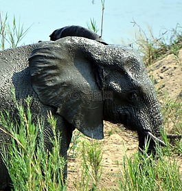 象,克魯格國家公園,野生動物