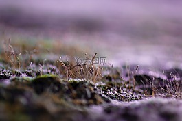 自然,景觀,地板