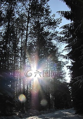 冬天,gegenlichtaufnahme,森林