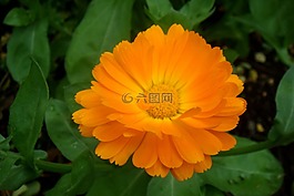 橙色,花卉,花瓣