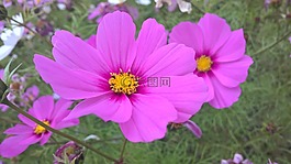 宇宙,花,自然