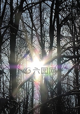 冬天,gegenlichtaufnahme,森林