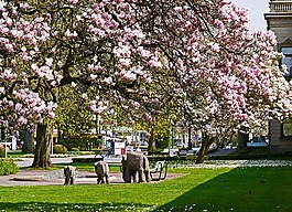 玉蘭花,kurpark,壞 rothenfelde