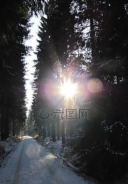 冬天,gegenlichtaufnahme,森林