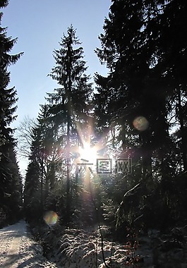 冬天,gegenlichtaufnahme,森林