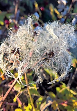 厂,cottongrass,酸草温室