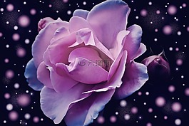 玫瑰,花,粉紅色