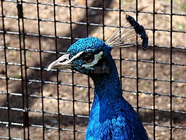 孔雀,鳥,動(dòng)物園