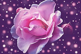 玫瑰,花,開花