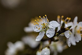 開花,雨滴,花