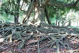 根,公園,樹