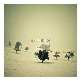 樹,性質(zhì),天空