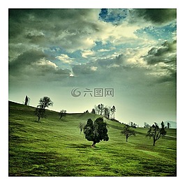 樹,性質(zhì),天空