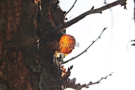樹干,樹脂,金
